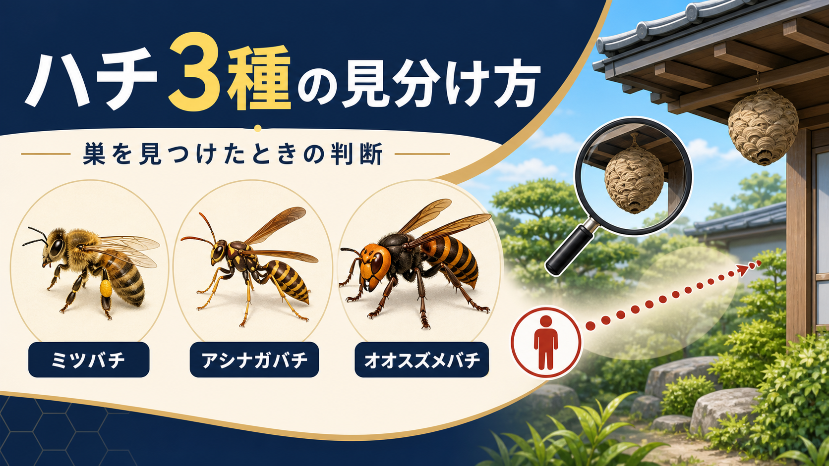 ハチ3種の見分け方｜ミツバチ・アシナガバチ・スズメバチの違いと巣を見つけたときの判断